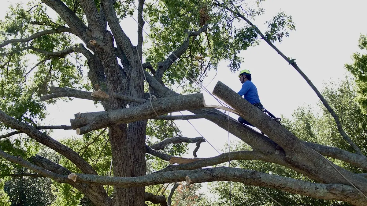 Professional Hazardous Tree Removal performed by certified arborists in Hallie
