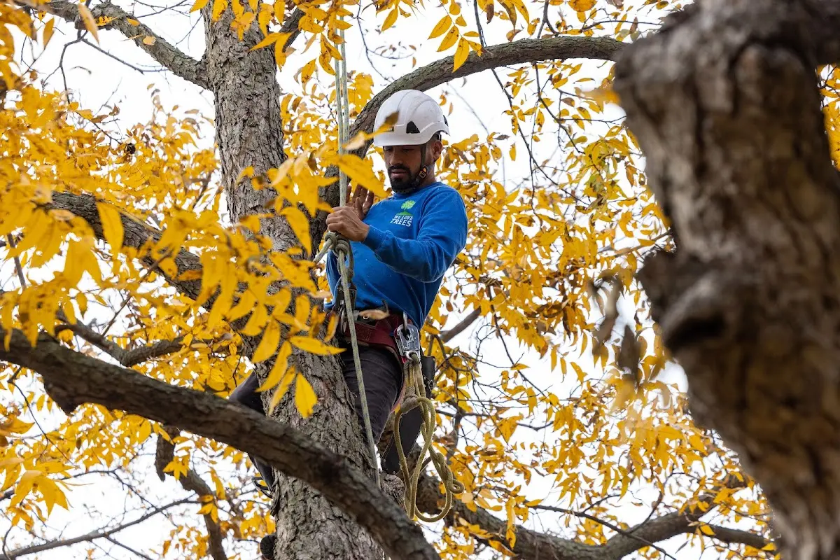 Skilled Tree Transplanting crew working in Hallie